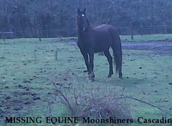 MISSING EQUINE Moonshiners Cascading Image -"Junior", Near raymond, WA, 98577
